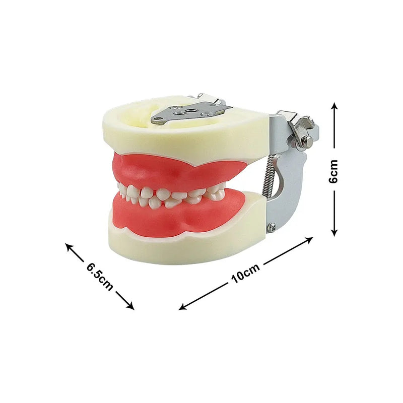 Modelo dental infantil com 24 peças, dentes de resina removíveis, modelo de mandíbula tipodonte, dentista, estudante, ensino, ferramentas de demonstração